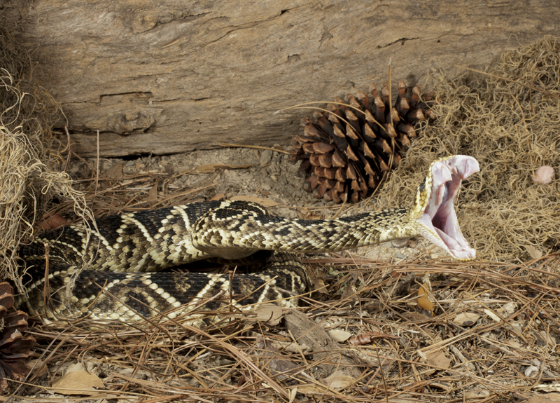 rattler striking